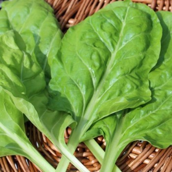 Mangold Lucullus (Samen)