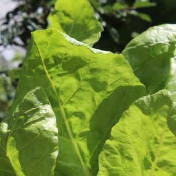 Mangold Lucullus (Samen)