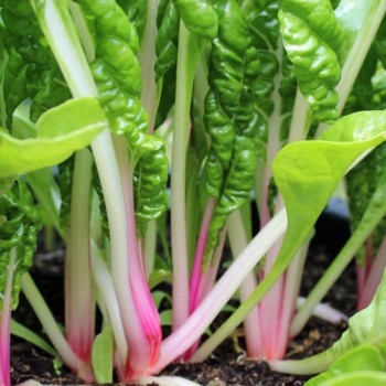 Mangold Peppermint Twist (Samen)