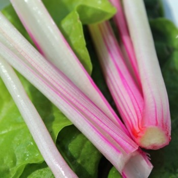 Mangold Peppermint Twist (Samen)