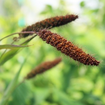 Manna Hirse (Samen)