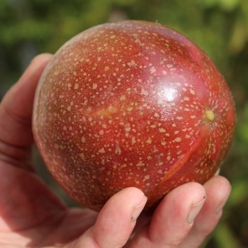 Maracuja rosa (Samen)