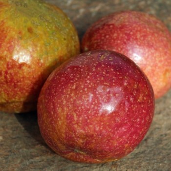 Maracuja rosa (Samen)