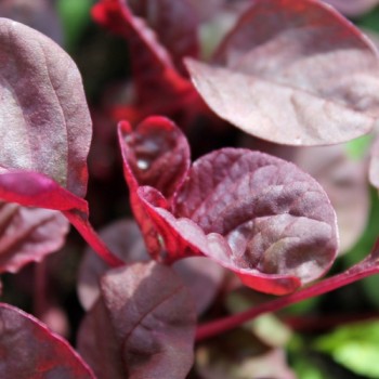 Gemüseamaranth Asia Red (Samen)