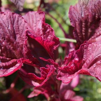 Gemüseamaranth Asia Red (Samen)