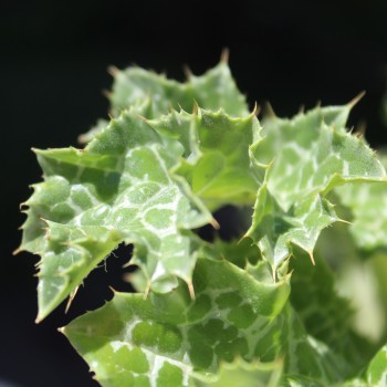 Mariendistel (Samen)