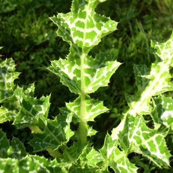 Mariendistel (Samen)