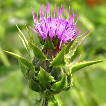 Mariendistel (Samen)