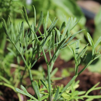 Meerfenchel (Samen)