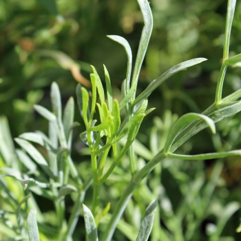 Meerfenchel (Samen)