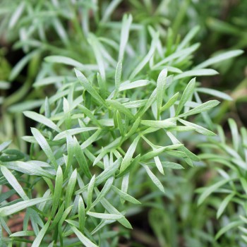 Meerfenchel (Samen)
