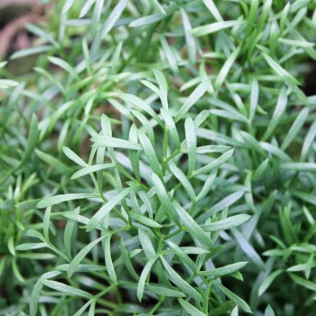 Meerfenchel (Samen)