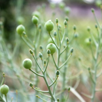 Meerkohl (Samen)