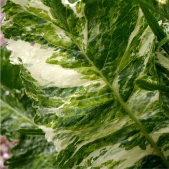 Meerrettich Variegata (Pflanze)