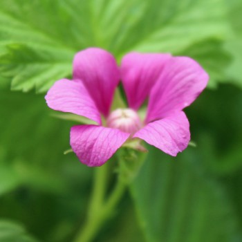 Mesimarja Mespi (Pflanze)