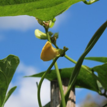Meterbohne Purple Pod (Samen)
