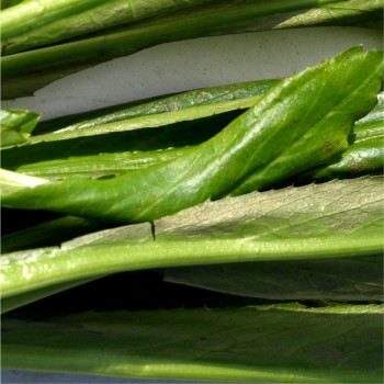 Mexikanischer Koriander - Culantro (Samen)