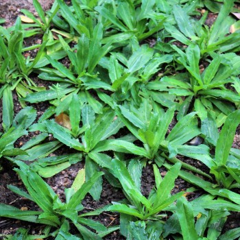 Mexikanischer Koriander - Culantro (Samen)