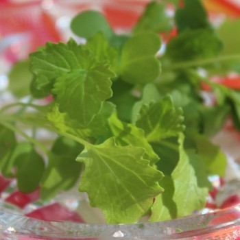 Microgreens Broccoletto (Samen)