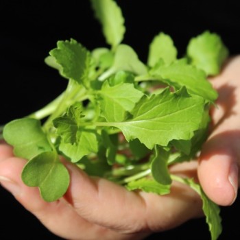 Microgreens Broccoletto (Samen)
