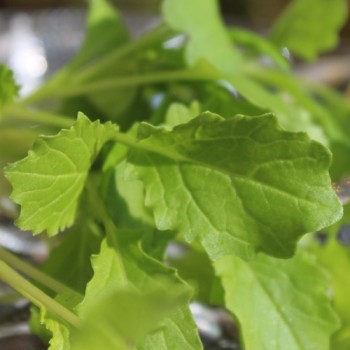 Microgreens Broccoletto (Samen)