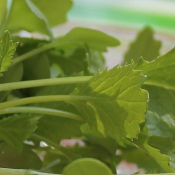 Microgreens Broccoletto (Samen)