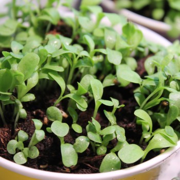 Microgreens Endiven Mischung (Samen)