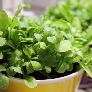 Microgreens Endiven Mischung (Samen)