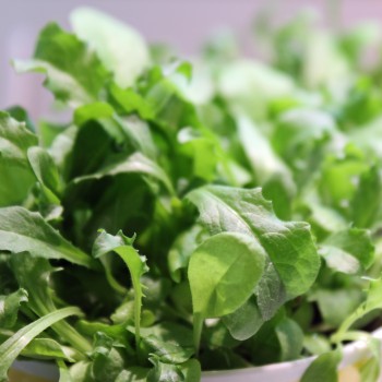 Microgreens Endiven Mischung (Samen)