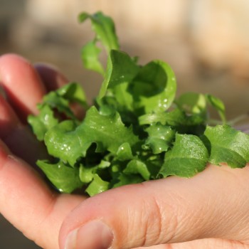 Microgreens Endiven Mischung (Samen)