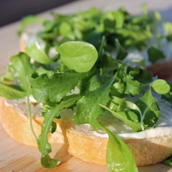 Microgreens Endiven Mischung (Samen)