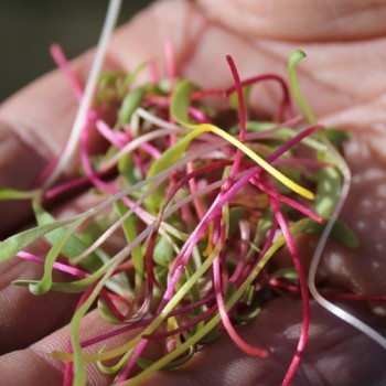 Microgreens Happy Rainbow Mischung (Samen)