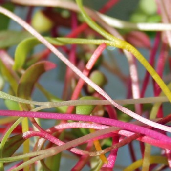 Microgreens Happy Rainbow Mischung (Samen)