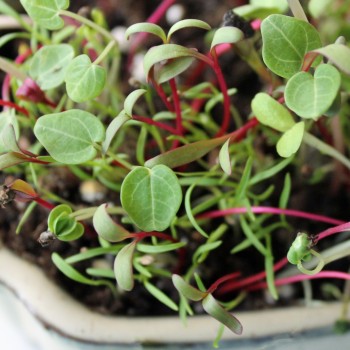 Microgreens Milde Mischung (Samen)