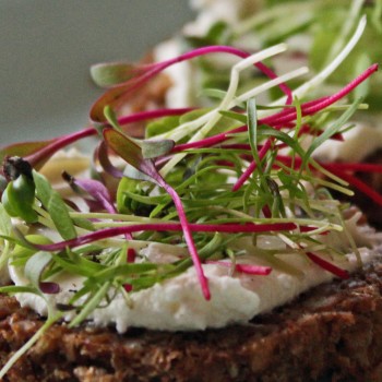 Microgreens Milde Mischung (Samen)