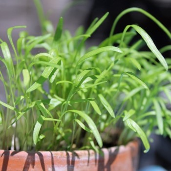 Microgreens Möhrenmischung (Samen)