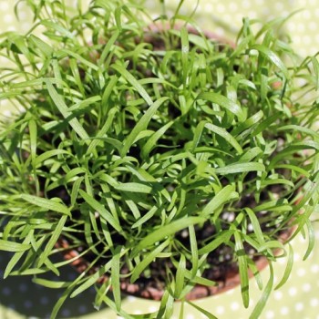 Microgreens Möhrenmischung (Samen)