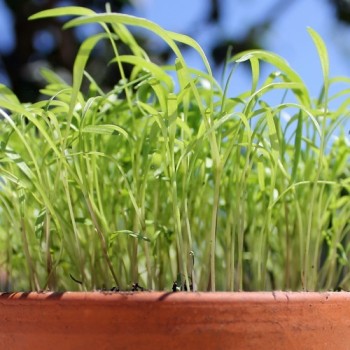 Microgreens Möhrenmischung (Samen)