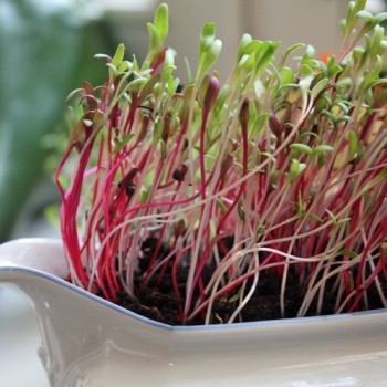 Microgreens Red and White Mischung (Samen)