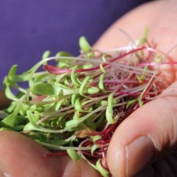 Microgreens Red and White Mischung (Samen)
