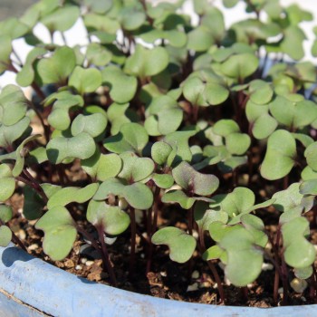Microgreens Rotkohl (Samen)