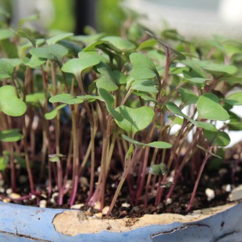 Microgreens Rotkohl (Samen)