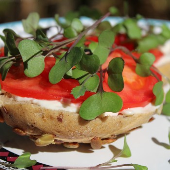Microgreens Rotkohl (Samen)