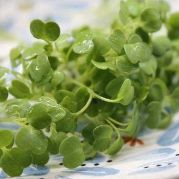 Microgreens Rucola (Samen)