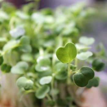 Microgreens Rucola (Samen)