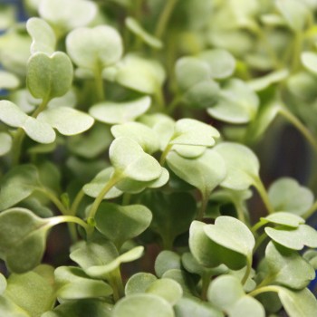 Microgreens Rucola (Samen)