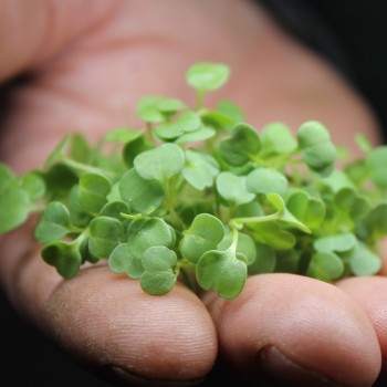 Microgreens Rucola (Samen)