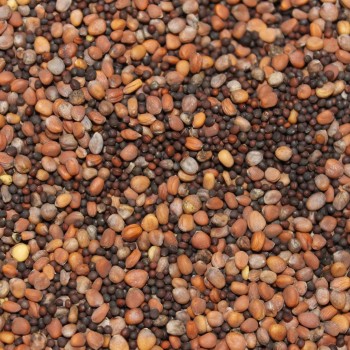 Microgreens Scharfe Mischung (Samen)