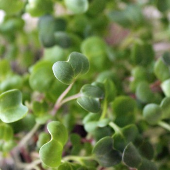 Microgreens Scharfe Mischung (Samen)