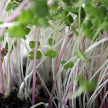 Microgreens Scharfe Mischung (Samen)